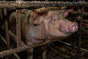 Finniss Park Piggery 2025 - Photos taken during an investigation into Finniss Park Piggery, the the flagship breeding unit for Andgar Proprietors. Anonymous investigators filmed mothers and their babies in farrowing crates as well as sows confined to sow stalls and housed in filthy group housing. - Captured at Finniss Park Piggery, Mannum SA Australia.