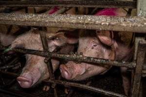Finniss Park Piggery 2025 - Photos taken during an investigation into Finniss Park Piggery, the the flagship breeding unit for Andgar Proprietors. Anonymous investigators filmed mothers and their babies in farrowing crates as well as sows confined to sow stalls and housed in filthy group housing. - Captured at Finniss Park Piggery, Mannum SA Australia.
