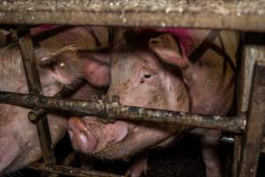 Finniss Park Piggery 2025 - Photos taken during an investigation into Finniss Park Piggery, the the flagship breeding unit for Andgar Proprietors. Anonymous investigators filmed mothers and their babies in farrowing crates as well as sows confined to sow stalls and housed in filthy group housing. - Captured at Finniss Park Piggery, Mannum SA Australia.
