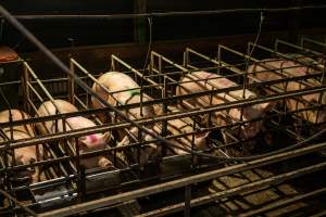 Finniss Park Piggery 2025 - Photos taken during an investigation into Finniss Park Piggery, the the flagship breeding unit for Andgar Proprietors. Anonymous investigators filmed mothers and their babies in farrowing crates as well as sows confined to sow stalls and housed in filthy group housing. - Captured at Finniss Park Piggery, Mannum SA Australia.