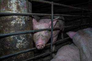 Two Wells Piggery - Two Wells Piggery is a small, grower only unit owned by Andgar's co-proprietors Andrew Goss. This month, investigators visited to document the conditions on the farm and report what they found.

Two Wells piggery operates three sheds housing a combination of 'grower' (2-5 months old) and finisher (5-6 months old) pigs. These pigs will spend their last months in filthy sheds, often fighting due to the cramped conditions.

At the piggery, investigators filmed injured, lame and bloody pigs, as well as one pig with a swollen, misshapen ear due to a hematoma. These intelligent, curious animals were seen chewing at the bars of their pens and trying to play with hoses and other bits of rubbish, desperate for any sort of stimulation in the bare, filthy pens.

Pigs at Two Wells live in crowded pens, covered in their own waste until they are 6 months old. At this point, they are sent to the slaughterhouse where they will be gassed to death in a carbon dioxide gas chamber.
 - Captured at Two Wells Piggery, Two Wells SA Australia.