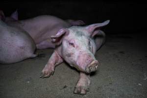 Two Wells Piggery - Two Wells Piggery is a small, grower only unit owned by Andgar's co-proprietors Andrew Goss. This month, investigators visited to document the conditions on the farm and report what they found.

Two Wells piggery operates three sheds housing a combination of 'grower' (2-5 months old) and finisher (5-6 months old) pigs. These pigs will spend their last months in filthy sheds, often fighting due to the cramped conditions.

At the piggery, investigators filmed injured, lame and bloody pigs, as well as one pig with a swollen, misshapen ear due to a hematoma. These intelligent, curious animals were seen chewing at the bars of their pens and trying to play with hoses and other bits of rubbish, desperate for any sort of stimulation in the bare, filthy pens.

Pigs at Two Wells live in crowded pens, covered in their own waste until they are 6 months old. At this point, they are sent to the slaughterhouse where they will be gassed to death in a carbon dioxide gas chamber.
 - Captured at Two Wells Piggery, Two Wells SA Australia.