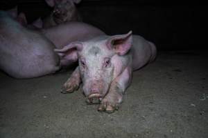 Two Wells Piggery - Two Wells Piggery is a small, grower only unit owned by Andgar's co-proprietors Andrew Goss. This month, investigators visited to document the conditions on the farm and report what they found.

Two Wells piggery operates three sheds housing a combination of 'grower' (2-5 months old) and finisher (5-6 months old) pigs. These pigs will spend their last months in filthy sheds, often fighting due to the cramped conditions.

At the piggery, investigators filmed injured, lame and bloody pigs, as well as one pig with a swollen, misshapen ear due to a hematoma. These intelligent, curious animals were seen chewing at the bars of their pens and trying to play with hoses and other bits of rubbish, desperate for any sort of stimulation in the bare, filthy pens.

Pigs at Two Wells live in crowded pens, covered in their own waste until they are 6 months old. At this point, they are sent to the slaughterhouse where they will be gassed to death in a carbon dioxide gas chamber.
 - Captured at Two Wells Piggery, Two Wells SA Australia.