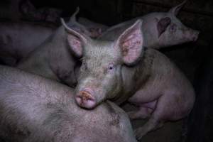 Two Wells Piggery - Two Wells Piggery is a small, grower only unit owned by Andgar's co-proprietors Andrew Goss. This month, investigators visited to document the conditions on the farm and report what they found.
Two Wells piggery operates three sheds housing a combination of 'grower' (2-5 months old) and finisher (5-6 months old) pigs. These pigs will spend their last months in filthy sheds, often fighting due to the cramped conditions.
At the piggery, investigators filmed injured, lame and bloody pigs, as well as one pig with a swollen, misshapen ear due to a hematoma. These intelligent, curious animals were seen chewing at the bars of their pens and trying to play with hoses and other bits of rubbish, desperate for any sort of stimulation in the bare, filthy pens.
Pigs at Two Wells live in crowded pens, covered in their own waste until they are 6 months old. At this point, they are sent to the slaughterhouse where they will be gassed to death in a carbon dioxide gas chamber.
- Captured at Two Wells Piggery, Two Wells SA Australia.