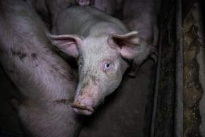 Two Wells Piggery - Two Wells Piggery is a small, grower only unit owned by Andgar's co-proprietors Andrew Goss. This month, investigators visited to document the conditions on the farm and report what they found.

Two Wells piggery operates three sheds housing a combination of 'grower' (2-5 months old) and finisher (5-6 months old) pigs. These pigs will spend their last months in filthy sheds, often fighting due to the cramped conditions.

At the piggery, investigators filmed injured, lame and bloody pigs, as well as one pig with a swollen, misshapen ear due to a hematoma. These intelligent, curious animals were seen chewing at the bars of their pens and trying to play with hoses and other bits of rubbish, desperate for any sort of stimulation in the bare, filthy pens.

Pigs at Two Wells live in crowded pens, covered in their own waste until they are 6 months old. At this point, they are sent to the slaughterhouse where they will be gassed to death in a carbon dioxide gas chamber.
 - Captured at Two Wells Piggery, Two Wells SA Australia.