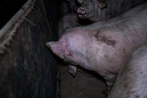 Two Wells Piggery - Two Wells Piggery is a small, grower only unit owned by Andgar's co-proprietors Andrew Goss. This month, investigators visited to document the conditions on the farm and report what they found.
Two Wells piggery operates three sheds housing a combination of 'grower' (2-5 months old) and finisher (5-6 months old) pigs. These pigs will spend their last months in filthy sheds, often fighting due to the cramped conditions.
At the piggery, investigators filmed injured, lame and bloody pigs, as well as one pig with a swollen, misshapen ear due to a hematoma. These intelligent, curious animals were seen chewing at the bars of their pens and trying to play with hoses and other bits of rubbish, desperate for any sort of stimulation in the bare, filthy pens.
Pigs at Two Wells live in crowded pens, covered in their own waste until they are 6 months old. At this point, they are sent to the slaughterhouse where they will be gassed to death in a carbon dioxide gas chamber.
- Captured at Two Wells Piggery, Two Wells SA Australia.