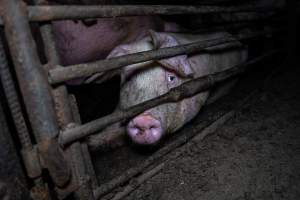 Two Wells Piggery - Two Wells Piggery is a small, grower only unit owned by Andgar's co-proprietors Andrew Goss. This month, investigators visited to document the conditions on the farm and report what they found.

Two Wells piggery operates three sheds housing a combination of 'grower' (2-5 months old) and finisher (5-6 months old) pigs. These pigs will spend their last months in filthy sheds, often fighting due to the cramped conditions.

At the piggery, investigators filmed injured, lame and bloody pigs, as well as one pig with a swollen, misshapen ear due to a hematoma. These intelligent, curious animals were seen chewing at the bars of their pens and trying to play with hoses and other bits of rubbish, desperate for any sort of stimulation in the bare, filthy pens.

Pigs at Two Wells live in crowded pens, covered in their own waste until they are 6 months old. At this point, they are sent to the slaughterhouse where they will be gassed to death in a carbon dioxide gas chamber.
 - Captured at Two Wells Piggery, Two Wells SA Australia.