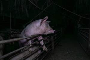 Two Wells Piggery - Two Wells Piggery is a small, grower only unit owned by Andgar's co-proprietors Andrew Goss. This month, investigators visited to document the conditions on the farm and report what they found.

Two Wells piggery operates three sheds housing a combination of 'grower' (2-5 months old) and finisher (5-6 months old) pigs. These pigs will spend their last months in filthy sheds, often fighting due to the cramped conditions.

At the piggery, investigators filmed injured, lame and bloody pigs, as well as one pig with a swollen, misshapen ear due to a hematoma. These intelligent, curious animals were seen chewing at the bars of their pens and trying to play with hoses and other bits of rubbish, desperate for any sort of stimulation in the bare, filthy pens.

Pigs at Two Wells live in crowded pens, covered in their own waste until they are 6 months old. At this point, they are sent to the slaughterhouse where they will be gassed to death in a carbon dioxide gas chamber.
 - Captured at Two Wells Piggery, Two Wells SA Australia.