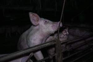 Two Wells Piggery - Two Wells Piggery is a small, grower only unit owned by Andgar's co-proprietors Andrew Goss. This month, investigators visited to document the conditions on the farm and report what they found.

Two Wells piggery operates three sheds housing a combination of 'grower' (2-5 months old) and finisher (5-6 months old) pigs. These pigs will spend their last months in filthy sheds, often fighting due to the cramped conditions.

At the piggery, investigators filmed injured, lame and bloody pigs, as well as one pig with a swollen, misshapen ear due to a hematoma. These intelligent, curious animals were seen chewing at the bars of their pens and trying to play with hoses and other bits of rubbish, desperate for any sort of stimulation in the bare, filthy pens.

Pigs at Two Wells live in crowded pens, covered in their own waste until they are 6 months old. At this point, they are sent to the slaughterhouse where they will be gassed to death in a carbon dioxide gas chamber.
 - Captured at Two Wells Piggery, Two Wells SA Australia.