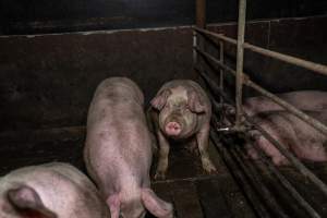 Two Wells Piggery - Two Wells Piggery is a small, grower only unit owned by Andgar's co-proprietors Andrew Goss. This month, investigators visited to document the conditions on the farm and report what they found.

Two Wells piggery operates three sheds housing a combination of 'grower' (2-5 months old) and finisher (5-6 months old) pigs. These pigs will spend their last months in filthy sheds, often fighting due to the cramped conditions.

At the piggery, investigators filmed injured, lame and bloody pigs, as well as one pig with a swollen, misshapen ear due to a hematoma. These intelligent, curious animals were seen chewing at the bars of their pens and trying to play with hoses and other bits of rubbish, desperate for any sort of stimulation in the bare, filthy pens.

Pigs at Two Wells live in crowded pens, covered in their own waste until they are 6 months old. At this point, they are sent to the slaughterhouse where they will be gassed to death in a carbon dioxide gas chamber.
 - Captured at Two Wells Piggery, Two Wells SA Australia.