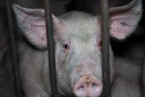 Andgar Piggery, Dublin SA (August 2025) - Captured at Andgar Piggery, Dublin SA Australia.