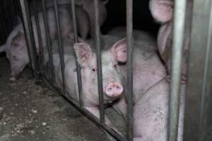 Andgar Piggery, Dublin SA (August 2025) - Captured at Andgar Piggery, Dublin SA Australia.