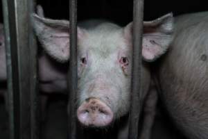 Andgar Piggery, Dublin SA (August 2025) - Captured at Andgar Piggery, Dublin SA Australia.
