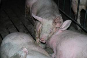 Andgar Piggery, Dublin SA (August 2025) - Captured at Andgar Piggery, Dublin SA Australia.