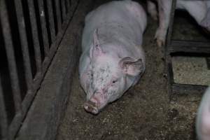 Andgar Piggery, Dublin SA (August 2025) - Captured at Andgar Piggery, Dublin SA Australia.