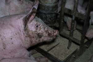 Andgar Piggery, Dublin SA (August 2025) - Captured at Andgar Piggery, Dublin SA Australia.