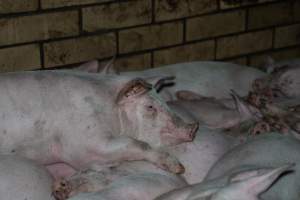 Andgar Piggery, Dublin SA (August 2025) - Captured at Andgar Piggery, Dublin SA Australia.