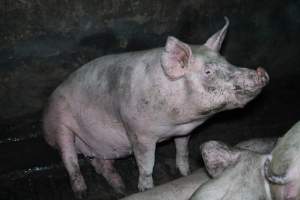 Andgar Piggery, Dublin SA (August 2025) - Captured at Andgar Piggery, Dublin SA Australia.