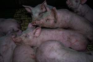 Andgar Piggery, Dublin SA (August 2025) - Captured at Andgar Piggery, Dublin SA Australia.