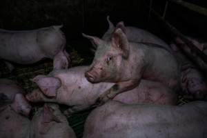 Andgar Piggery, Dublin SA (August 2025) - Captured at Andgar Piggery, Dublin SA Australia.