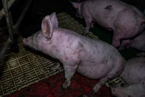 Andgar Piggery, Dublin SA (August 2025) - Captured at Andgar Piggery, Dublin SA Australia.