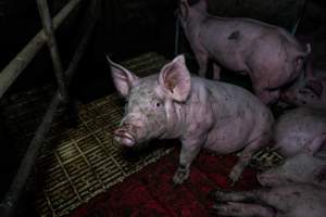 Andgar Piggery, Dublin SA (August 2025) - Captured at Andgar Piggery, Dublin SA Australia.