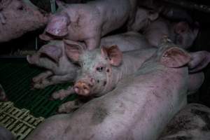 Andgar Piggery, Dublin SA (August 2025) - Captured at Andgar Piggery, Dublin SA Australia.