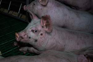 Andgar Piggery, Dublin SA (August 2025) - Captured at Andgar Piggery, Dublin SA Australia.