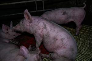 Andgar Piggery, Dublin SA (August 2025) - Captured at Andgar Piggery, Dublin SA Australia.