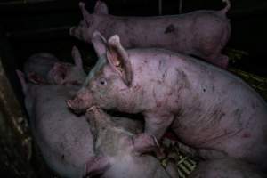 Andgar Piggery, Dublin SA (August 2025) - Captured at Andgar Piggery, Dublin SA Australia.