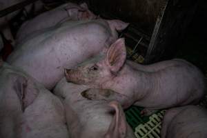 Andgar Piggery, Dublin SA (August 2025) - Captured at Andgar Piggery, Dublin SA Australia.