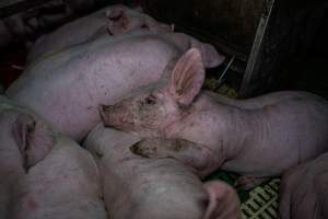 Andgar Piggery, Dublin SA (August 2025) - Captured at Andgar Piggery, Dublin SA Australia.