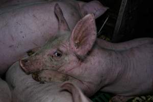 Andgar Piggery, Dublin SA (August 2025) - Captured at Andgar Piggery, Dublin SA Australia.