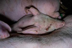 Andgar Piggery, Dublin SA (August 2025) - Captured at Andgar Piggery, Dublin SA Australia.