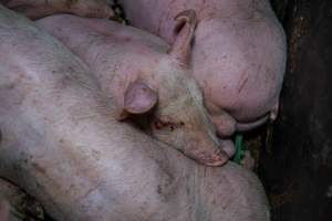 Andgar Piggery, Dublin SA (August 2025) - Captured at Andgar Piggery, Dublin SA Australia.