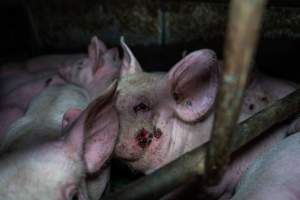 Andgar Piggery, Dublin SA (August 2025) - Captured at Andgar Piggery, Dublin SA Australia.