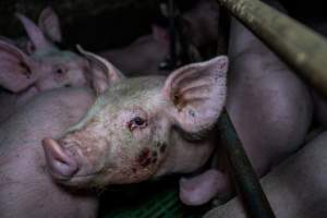 Andgar Piggery, Dublin SA (August 2025) - Captured at Andgar Piggery, Dublin SA Australia.