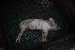 Andgar Piggery, Dublin SA (August 2025) - Captured at Andgar Piggery, Dublin SA Australia.