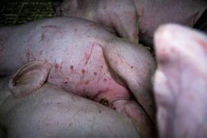 Andgar Piggery, Dublin SA (August 2025) - Captured at Andgar Piggery, Dublin SA Australia.