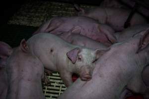 Andgar Piggery, Dublin SA (August 2025) - Captured at Andgar Piggery, Dublin SA Australia.
