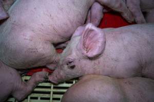 Andgar Piggery, Dublin SA (August 2025) - Captured at Andgar Piggery, Dublin SA Australia.