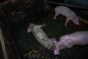 Andgar Piggery, Dublin SA (August 2025) - Captured at Andgar Piggery, Dublin SA Australia.