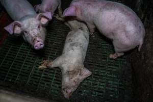 Andgar Piggery, Dublin SA (August 2025) - Captured at Andgar Piggery, Dublin SA Australia.
