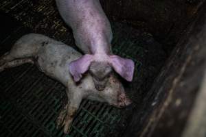 Andgar Piggery, Dublin SA (August 2025) - Captured at Andgar Piggery, Dublin SA Australia.