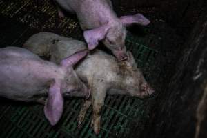 Andgar Piggery, Dublin SA (August 2025) - Captured at Andgar Piggery, Dublin SA Australia.
