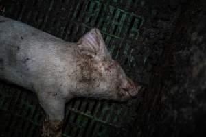Andgar Piggery, Dublin SA (August 2025) - Captured at Andgar Piggery, Dublin SA Australia.