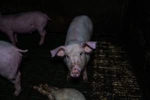 Andgar Piggery, Dublin SA (August 2025) - Captured at Andgar Piggery, Dublin SA Australia.