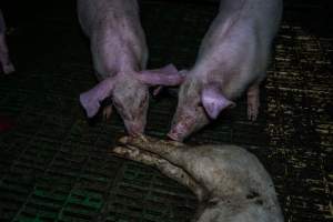 Andgar Piggery, Dublin SA (August 2025) - Captured at Andgar Piggery, Dublin SA Australia.