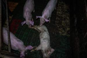 Andgar Piggery, Dublin SA (August 2025) - Captured at Andgar Piggery, Dublin SA Australia.