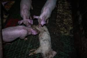 Andgar Piggery, Dublin SA (August 2025) - Captured at Andgar Piggery, Dublin SA Australia.